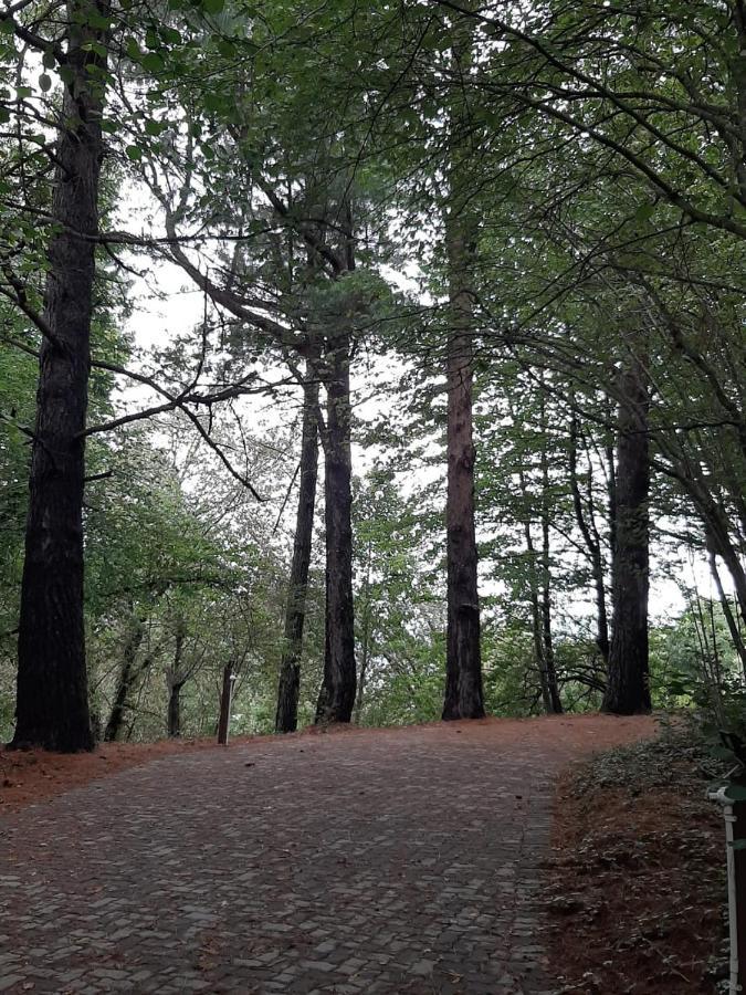 Camroshell Hotel Hogsback Buitenkant foto